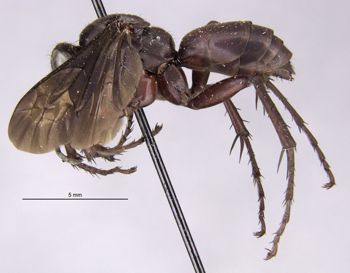 Media type: image;   Entomology 15802 Aspect: habitus lateral view